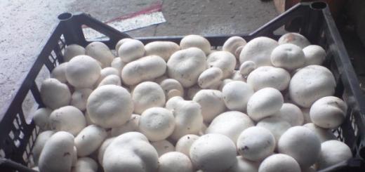 Выращивание грибов шампиньонов как бизнес